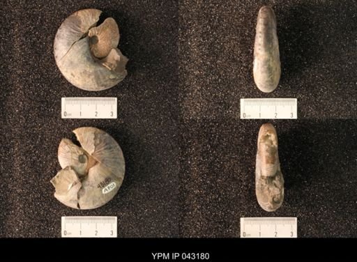 Hoploscaphites nicolletii
