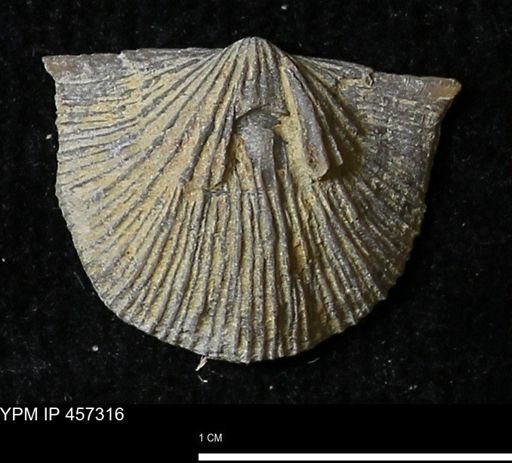 Stropheodonta erratica fissicosta