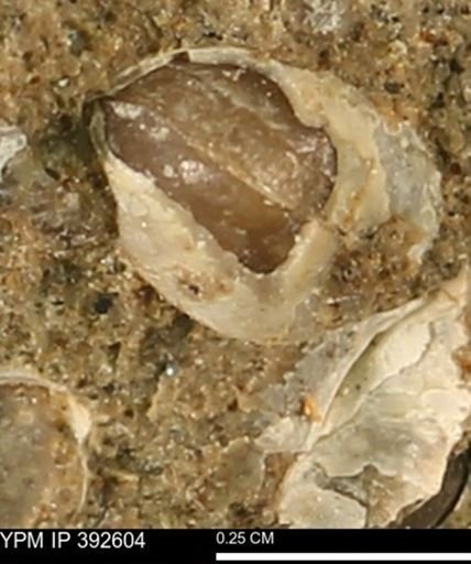 Protocardia subquadrata