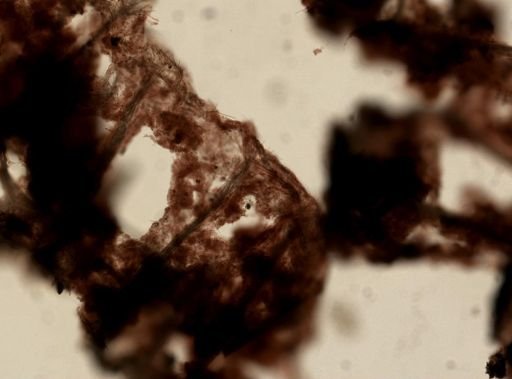 Iotrochota birotulata