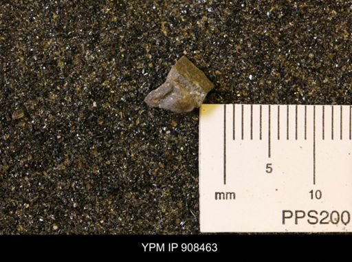 Gastropoda