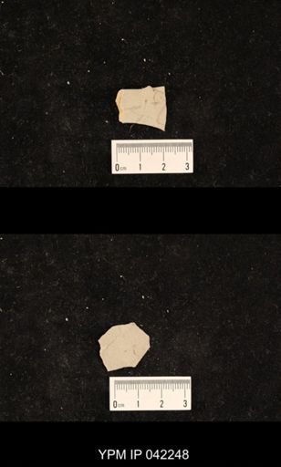 undet. Mecoptera