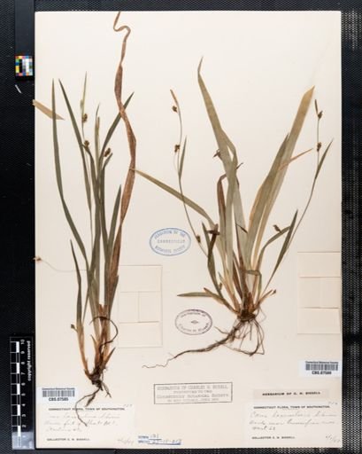 Carex laxiculmis