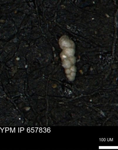 Verneuilinoides kansasensis