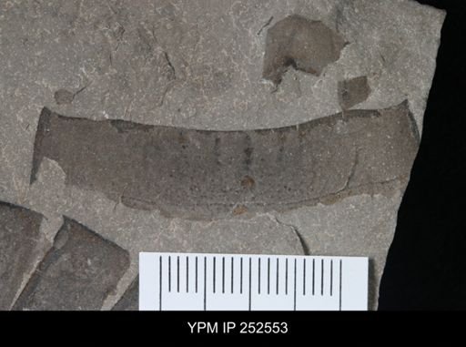 undet. Eurypterida