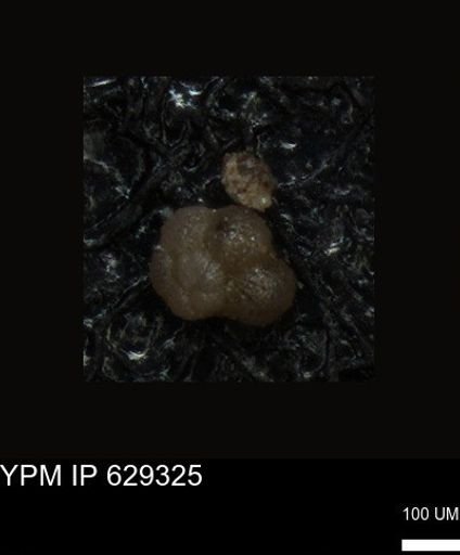 undet. Foraminiferida