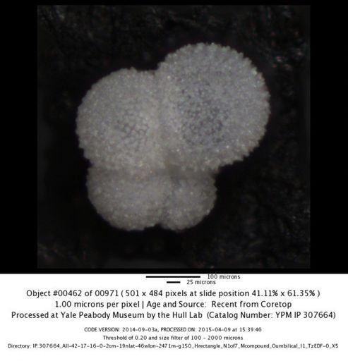 undet. Foraminiferida