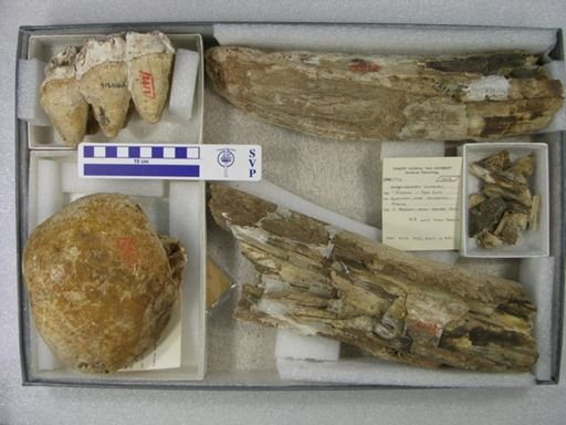 Dibelodon humboldii