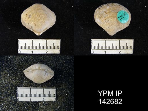 Athyris capillata