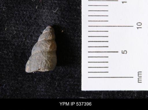 Goniobasis ortmanni