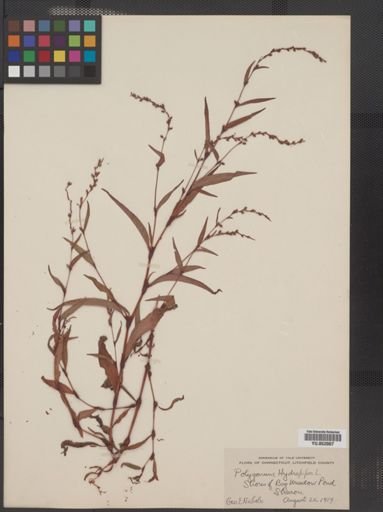 Polygonum hydropiper