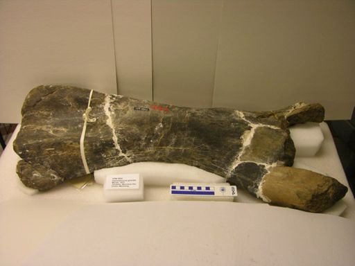 Camarasaurus grandis