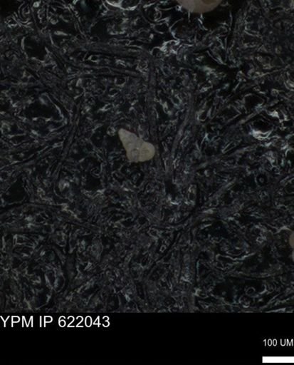 undet. Heterohelicidae