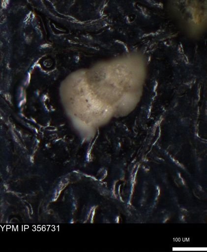 undet. Foraminiferida