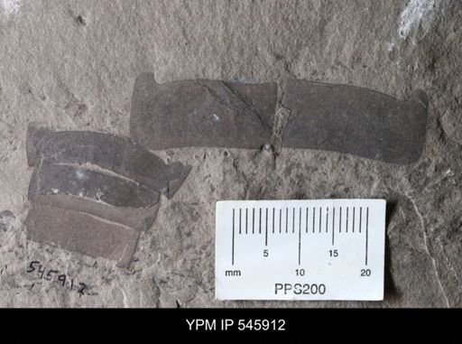 Eurypterida