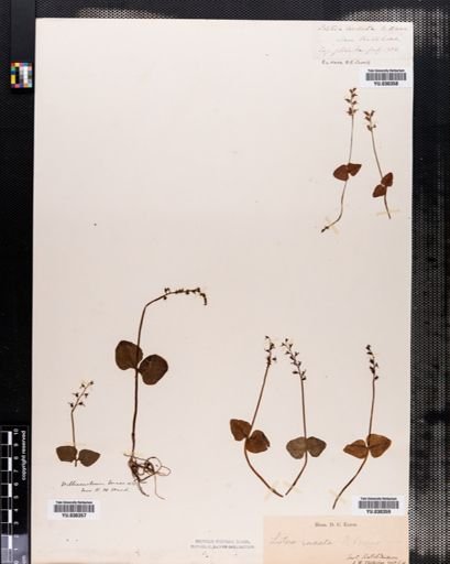 Listera cordata