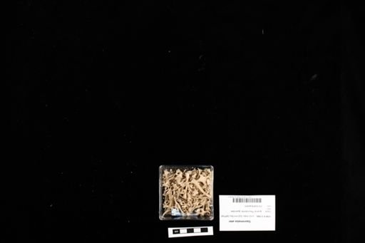 Sauromalus ater