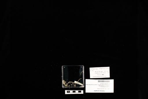Coleonyx variegatus
