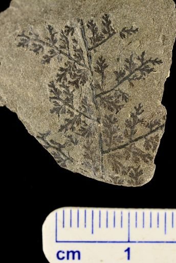 Sphenopteris sp.