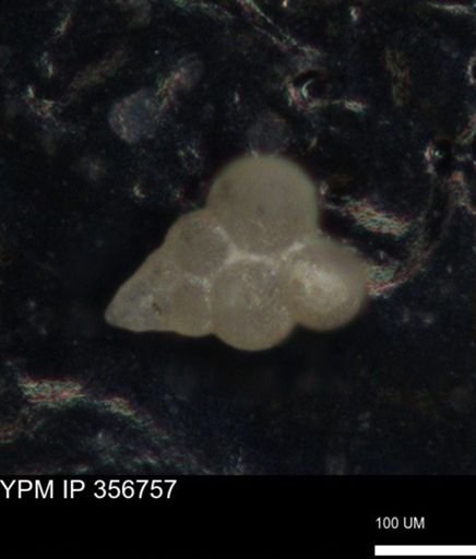 undet. Foraminiferida