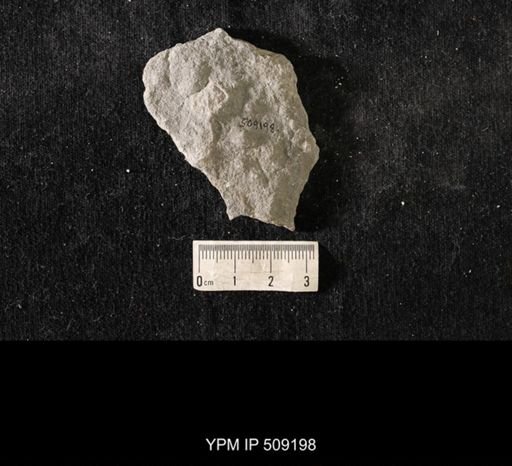 Sowerbyella sp.