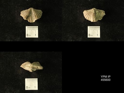 Platystrophia laticosta