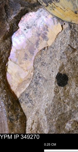 undet. Ammonoidea
