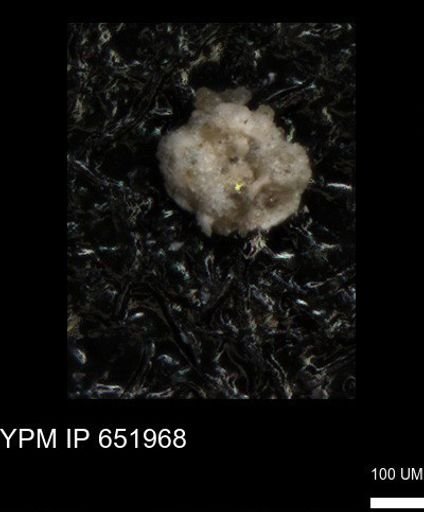 undet. Foraminiferida