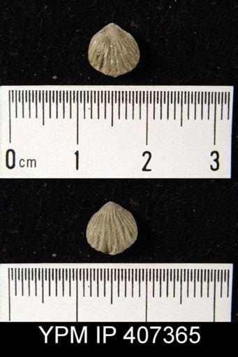 Camarotoechia glacialis