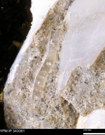 undet. Bivalvia