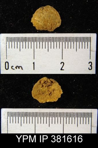 Rhipidomella oblata