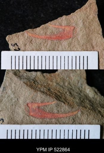 undet. Megacheira