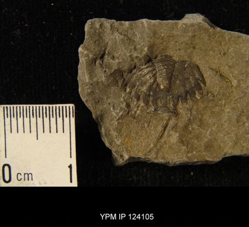 Phacops rana