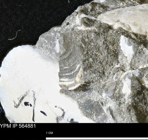 undet. Bivalvia