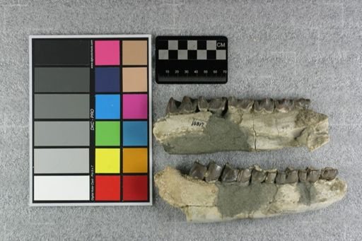 Subhyracodon sp.