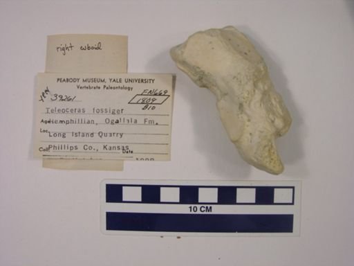 Teleoceras fossiger