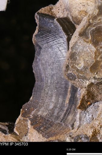 Limopsis striatopunctatus