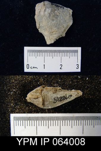 Leptaena tennesseensis