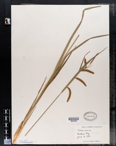 Carex crinita