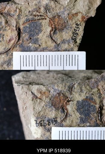 undet. Eocrinoidea