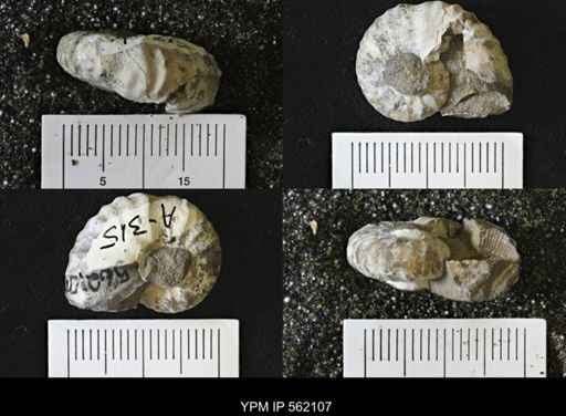 Discoscaphites sp.