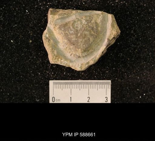 Strophomena plattinensis crassa