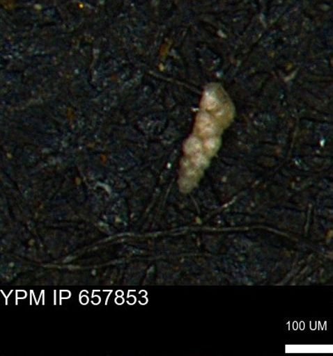 Verneuilinoides kansasensis