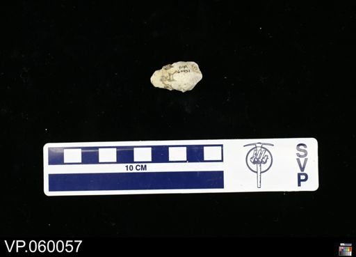 undet. Actinopterygii