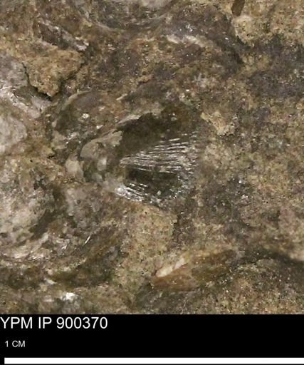 Anomia gryphorhyncha