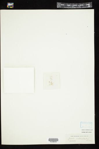 Jania micrarthrodia