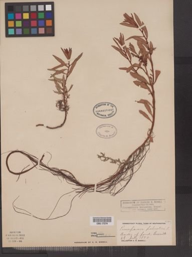 Proserpinaca palustris