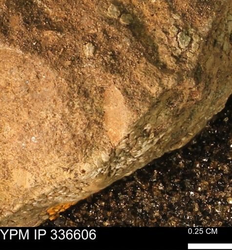 undet. Mollusca