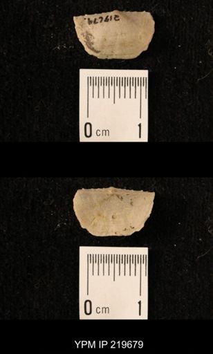 Chonetes granulifer