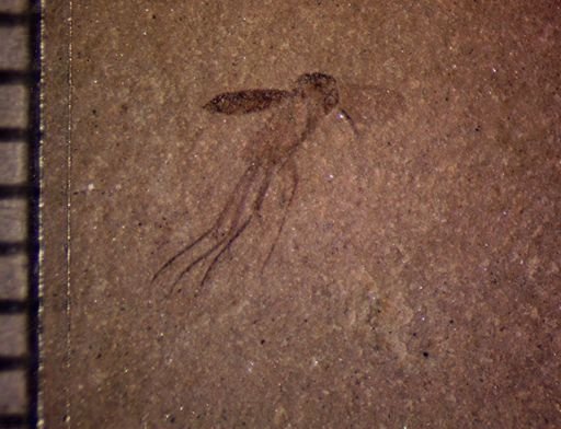 undet. Mycetophilidae